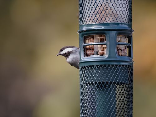 Portishead Bird Removal