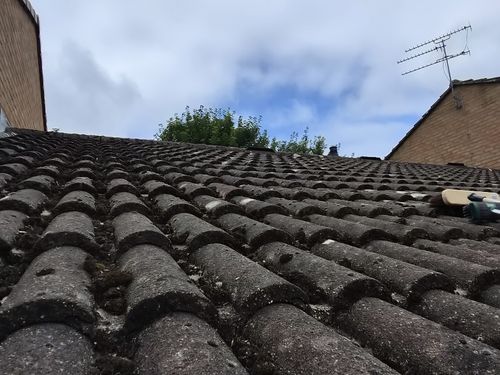 Bird Removal Bristol