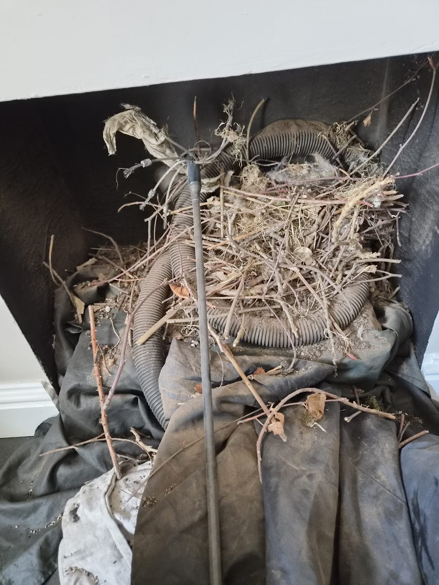 Nailsworth Bird Removal