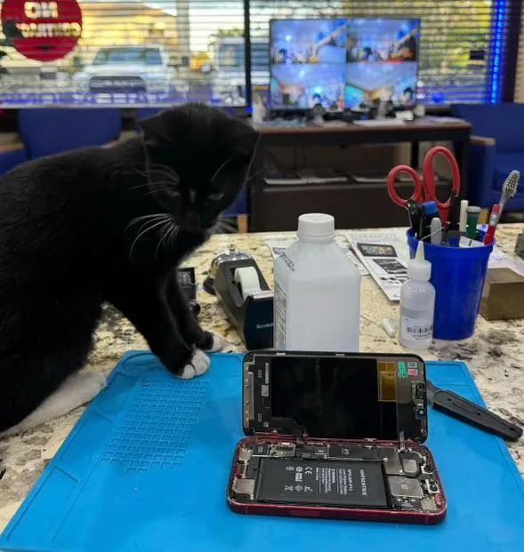 screen getting fixed with a furry friend