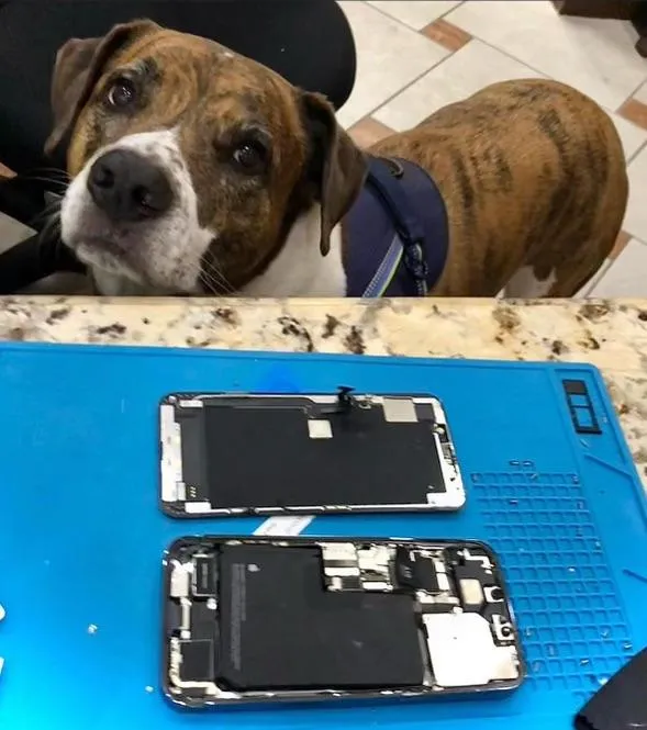 Phone in process of a repair and a furry technician