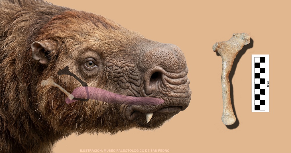PRIMERA VEZ EN ARGENTINA: HIOIDES DE LESTODON