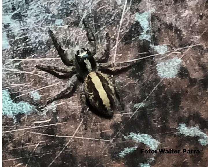 INSECTOS Y OTROS DE SAN PEDRO 2