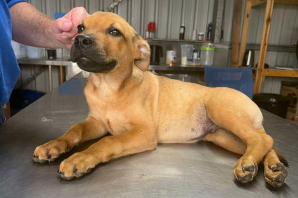 Rocky's Urgent Need: Emergency Vet Fund Success
