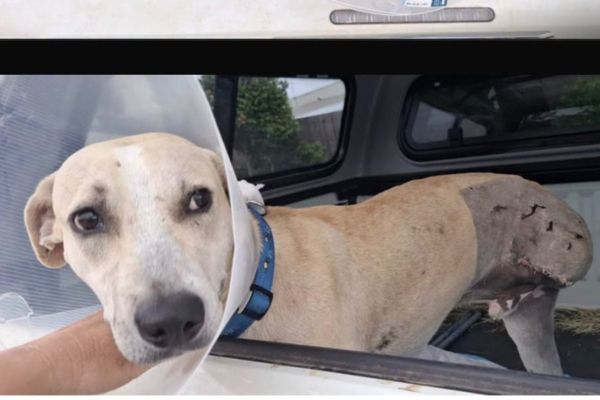 Alfie's Story: A Brave Journey to a New Beginning