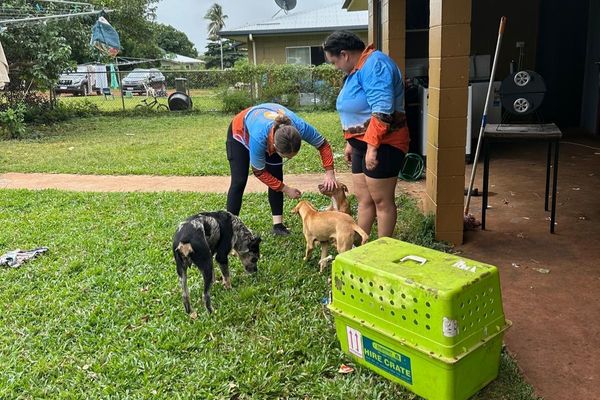 63 Parvovirus Vaccinations Delivered in Hope Vale