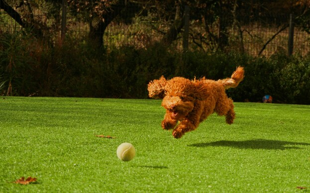 Aledo Pet Turf