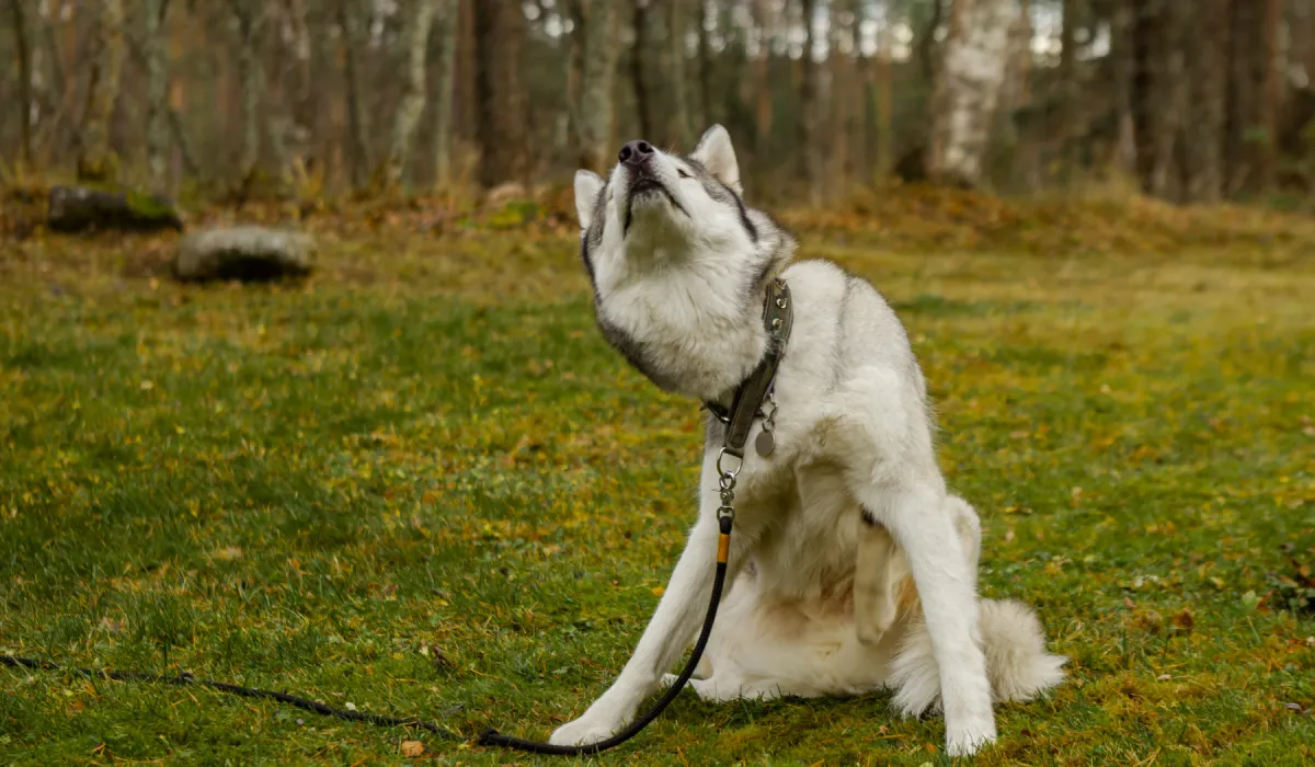 Dog Itching Paw