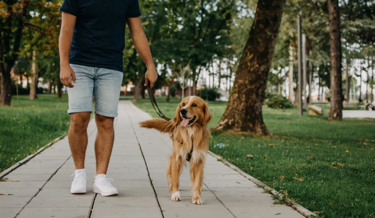 Dog walking with owner