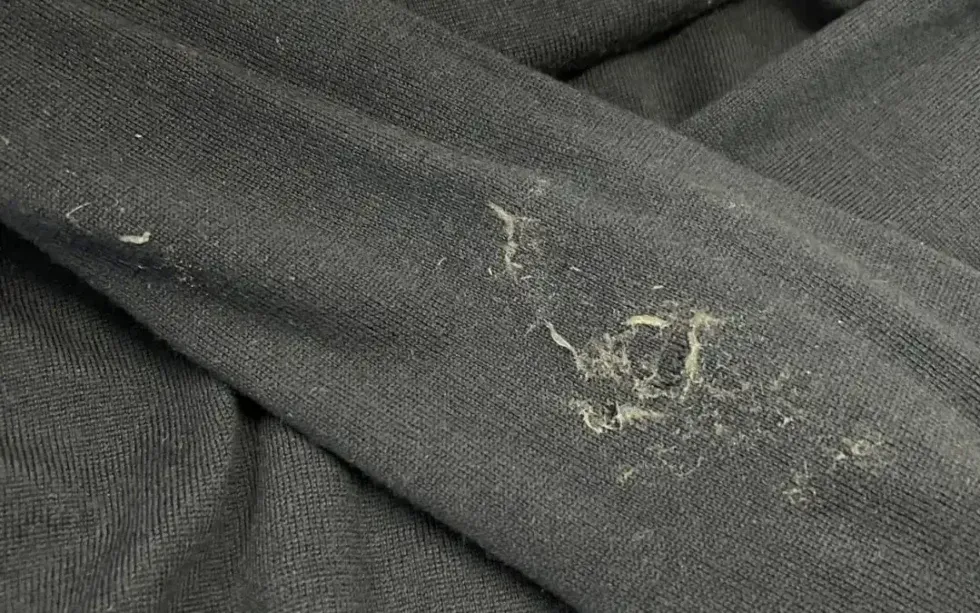 Why Do Clothes Get Moth Holes? Understanding Insect Damage on Clothing