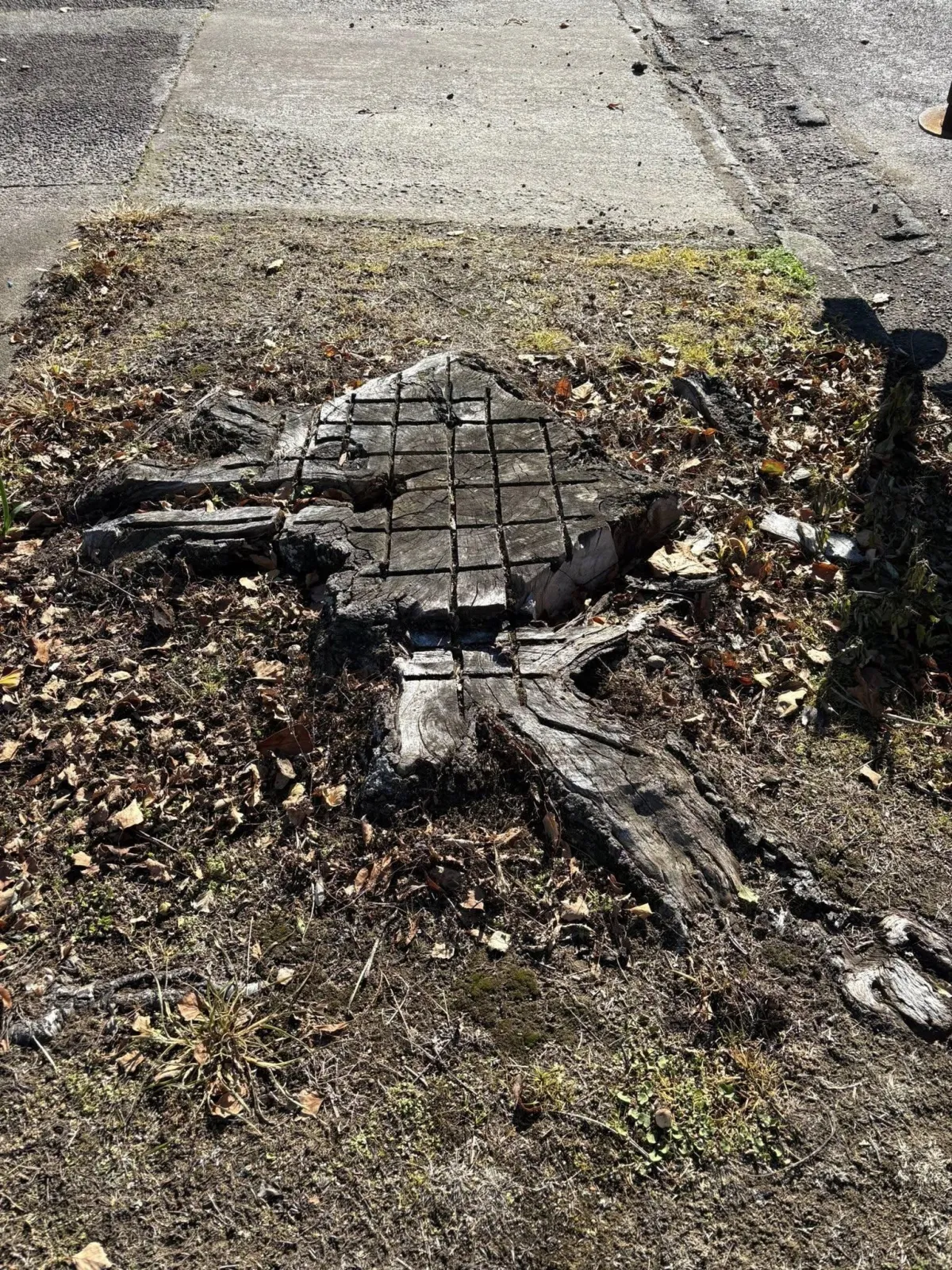 Tree Stump Removal in Hawera