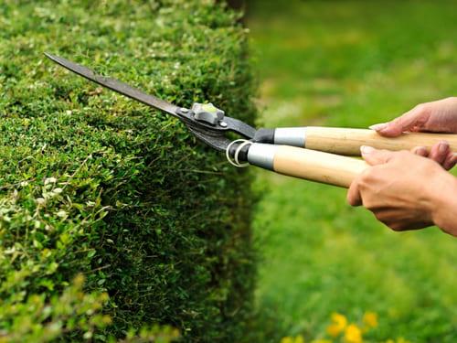 Hedge Trimming in Renton