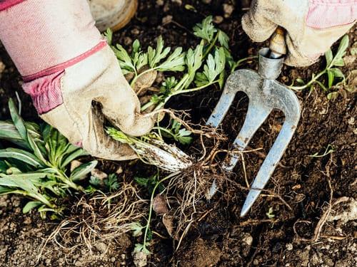 Weed Removal in Renton