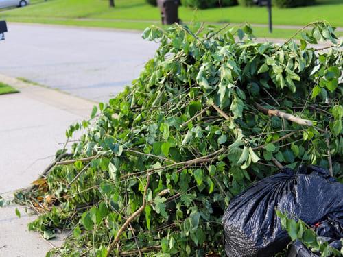 Brush Removal in Renton