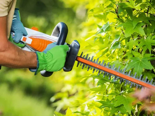 Shrub Trimming in Renton