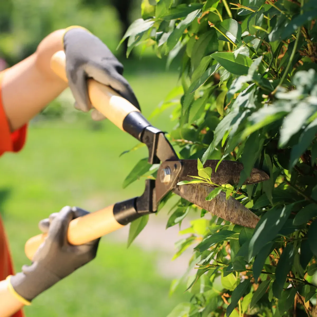 Detailed Hedge Trimming | J&M Lawncare Services Inc.