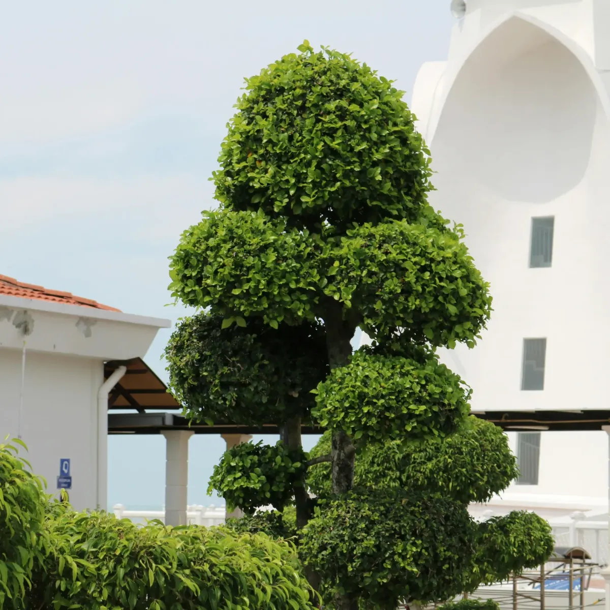 Detailed Shaping & Edging | J&M Lawncare Services Inc.