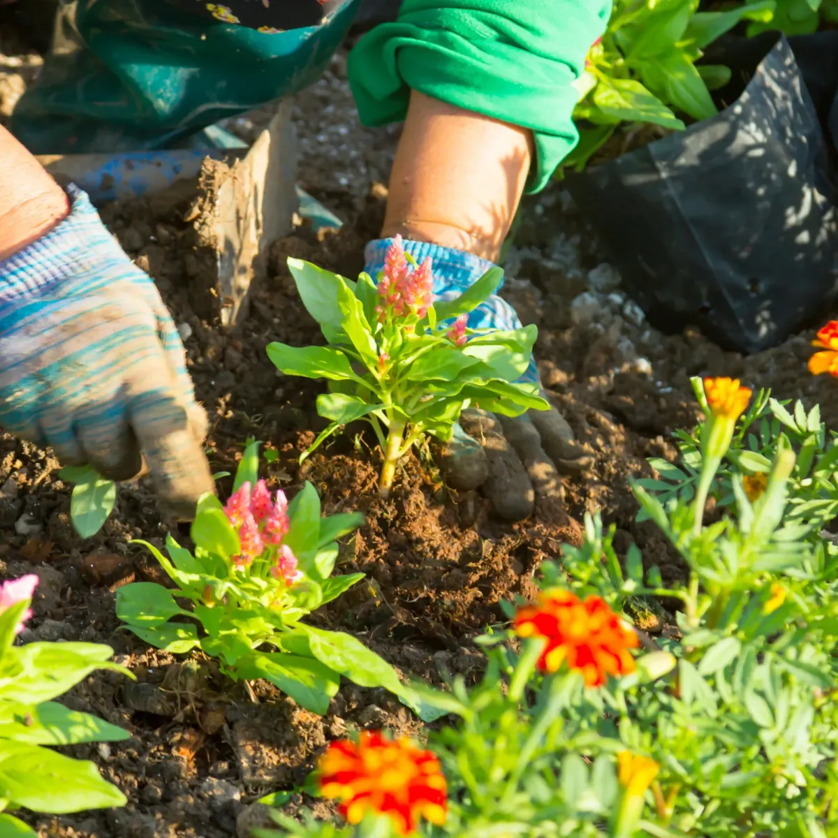 Flower & Plant Installation |