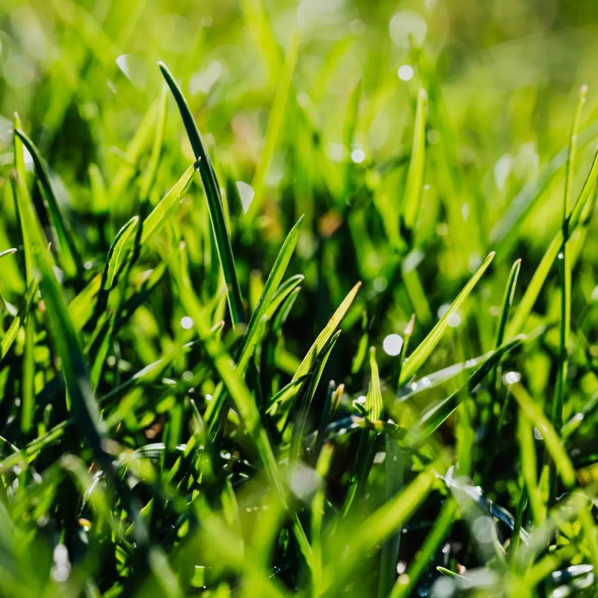 Stronger Root Growth | J&M Lawncare Services Inc.