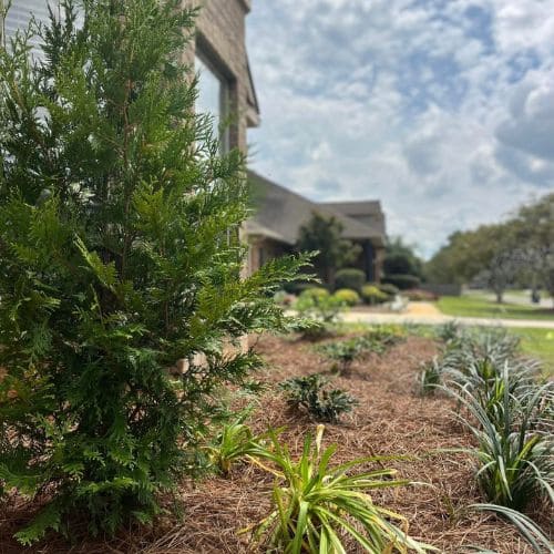 Sod Installation Daphne