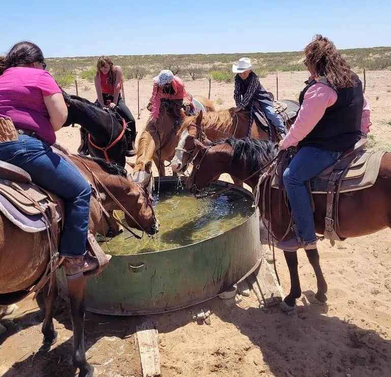 Participants driving cattle across the 50,000-acre La Union Ranch during the authentic New Mexico Cattle Drive with Armstrong Equine
