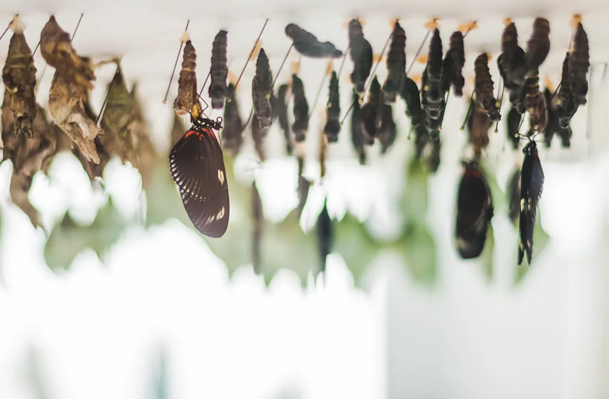 instead-of-fall-its-cocooning-season-for-me