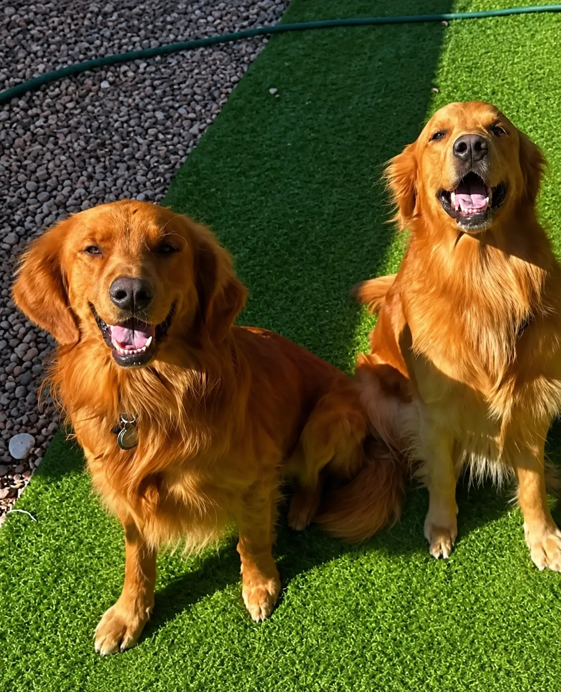 A golden retriever sitting outdoors looking straight ahead
