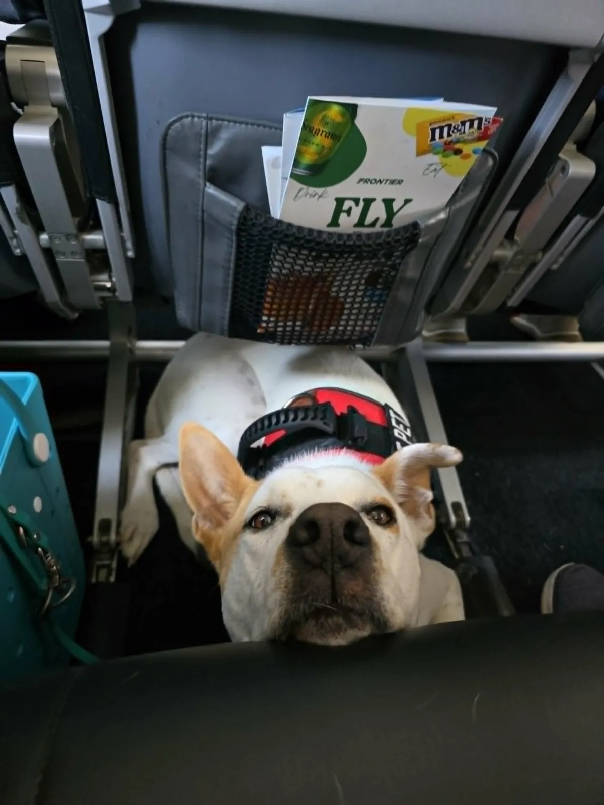 Service dog Daisy flying on and airplane