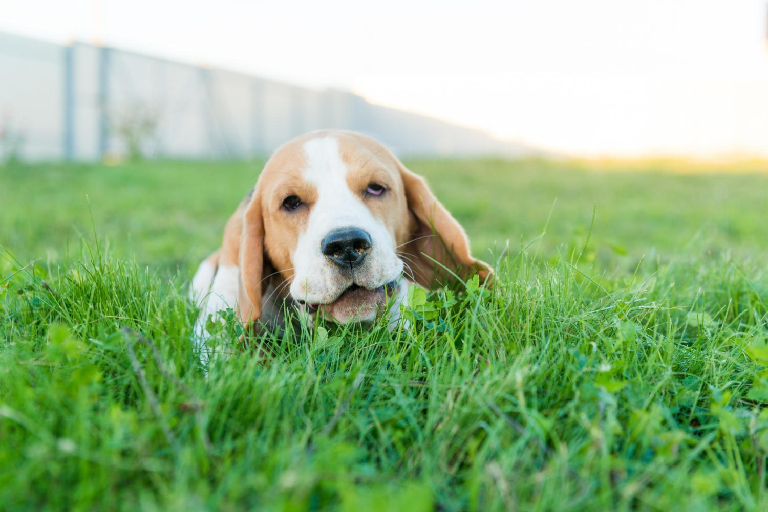 What Makes Artificial Turf Pet-Friendly in Colorado Yards
