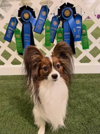 Award-winning Papillon from Chisholm Papillons winning Best of Winners at a premier National Kennel Club competition.