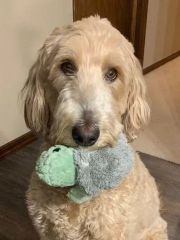a dog that walked and trotted much better after energy medicine sessions
