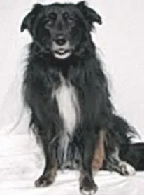 a dog that walked and trotted much better after energy medicine sessions