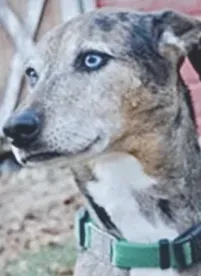 a dog whose foot healed with energy medicine and did not have to have surgery