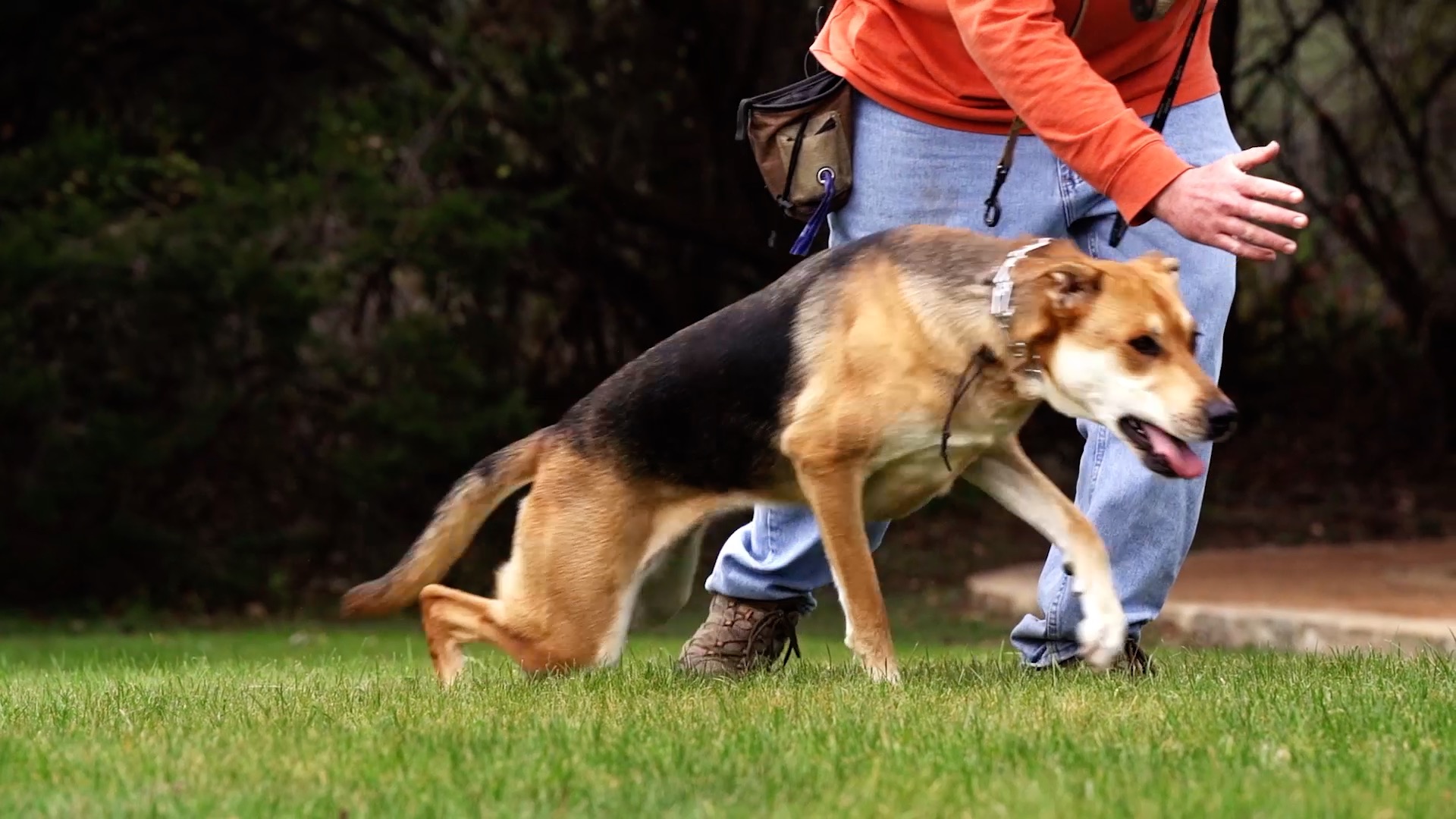 a professional dog trainer training a dog with Hill Country K9