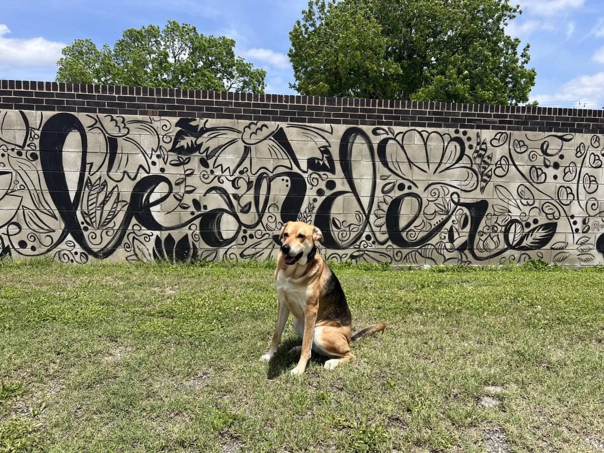a dog training with Hill Country K9 in Leander Texas