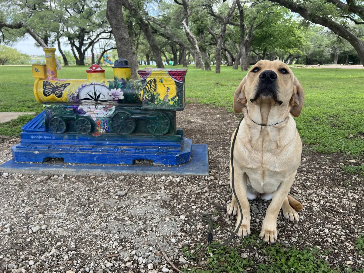 a dog training with Hill Country K9 in Leander Texas
