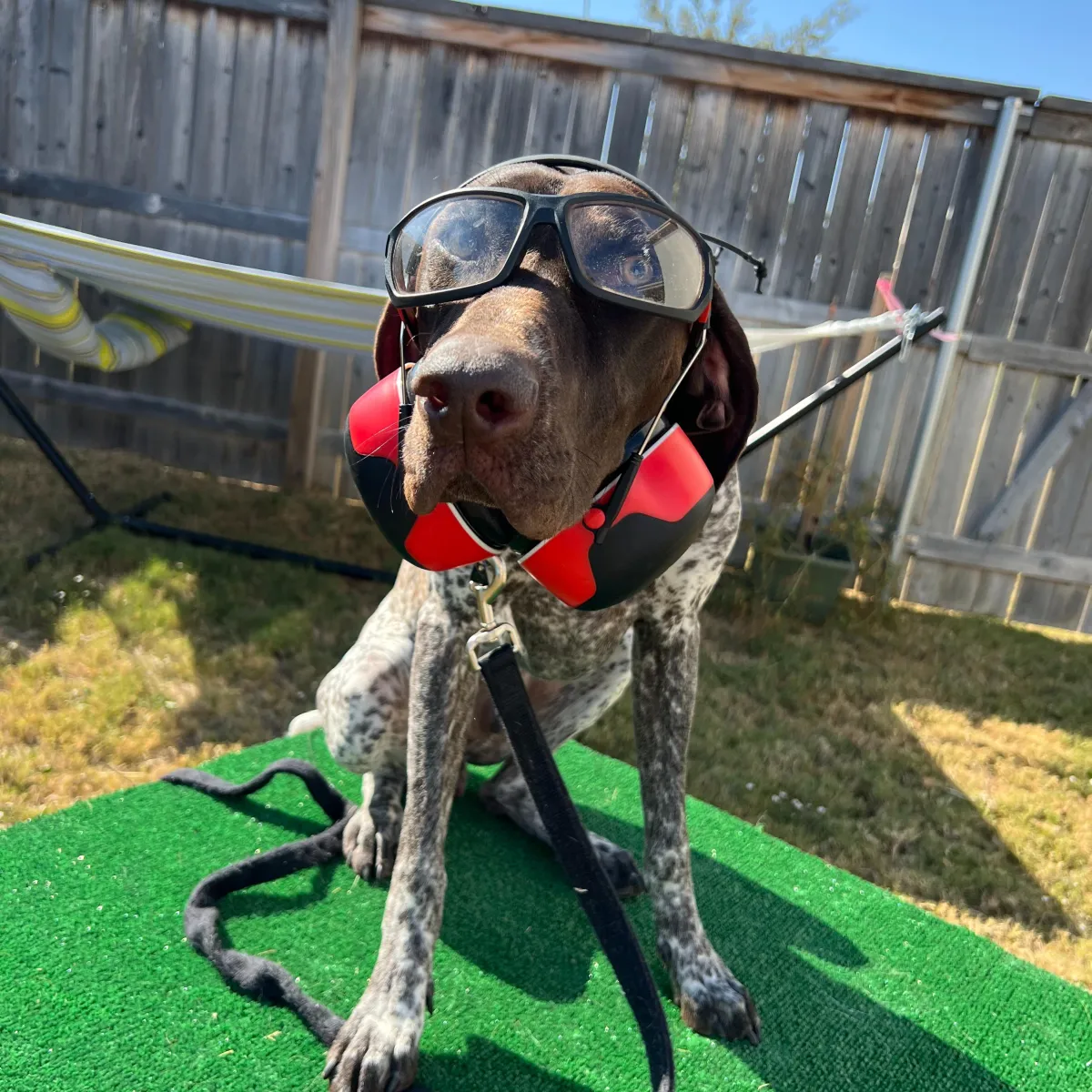 Comprehensive K9 behavioral assessment at Hill Country K9 in Austin, TX