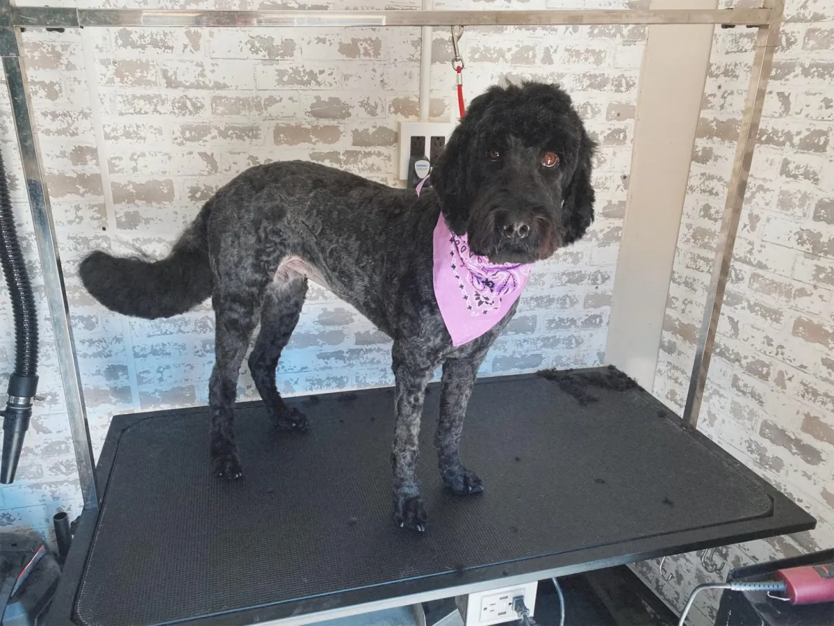 mobile dog grooming in surprise arizona