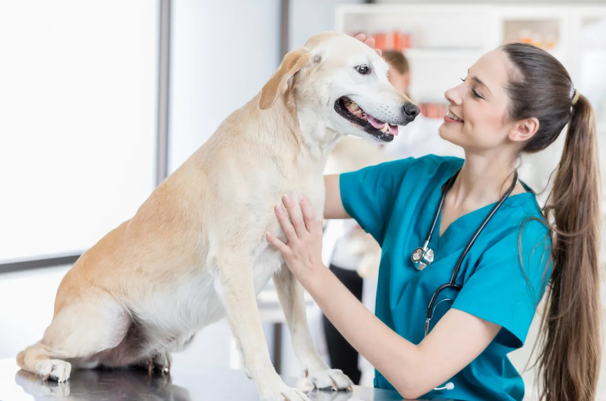 5 Creative Ways to Celebrate National Veterinary Technician Week at Your Practice