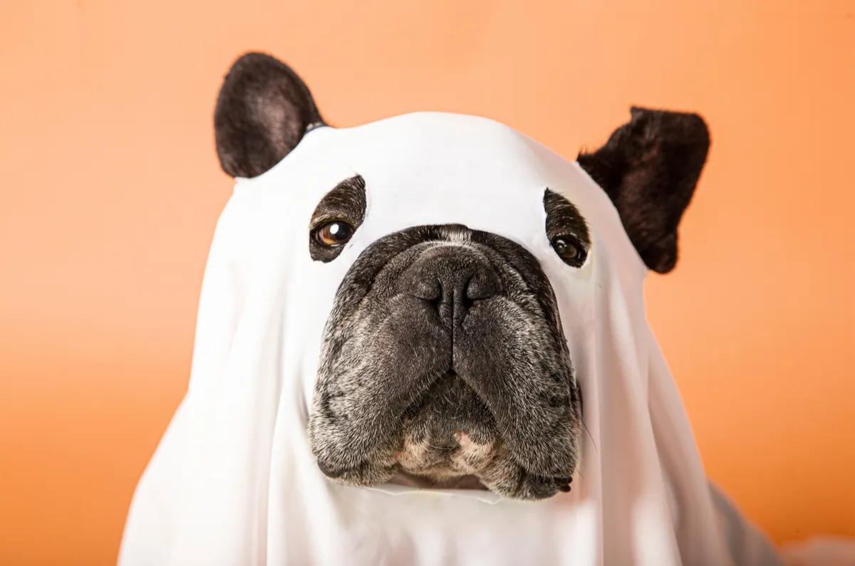 5 Tips for Hosting a Halloween Pet Costume Contest on Social Media