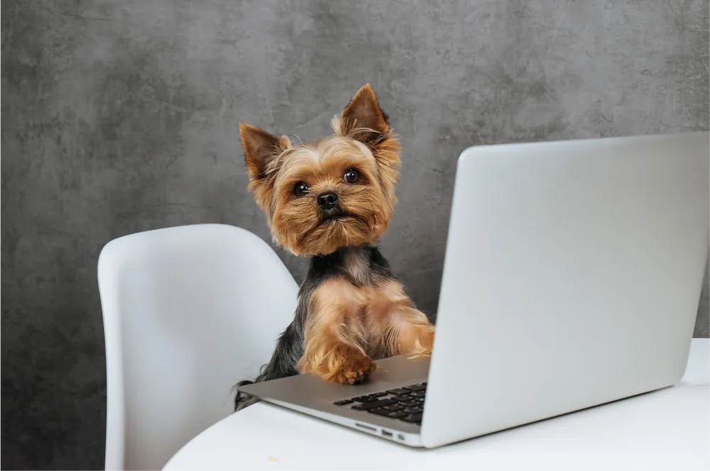 10 Ways to Use AI in Your Veterinarian Practice in 2024