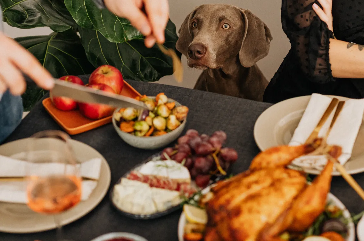 Avoiding Holiday Hazards: Thanksgiving Safety Tips Every Veterinarian Should Share with Clients