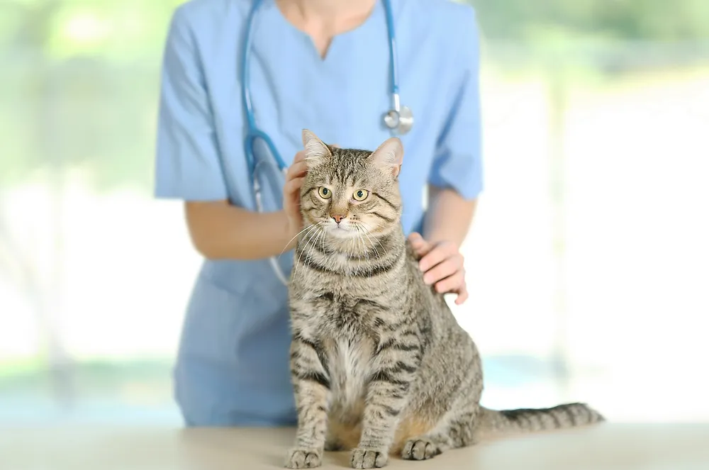 Navigating the Unique Challenges of a Mobile Vet Practice