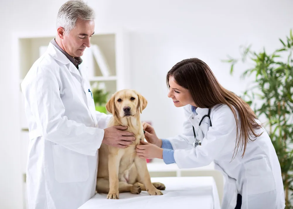 Veterinary Headhunters are This Year’s Newest Matchmakers