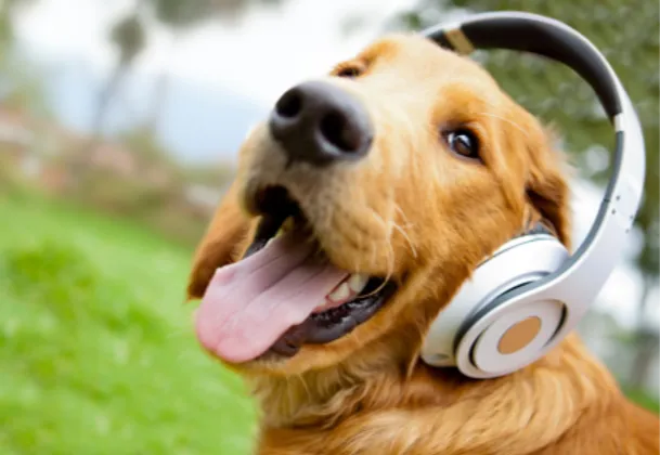 Veterinary Podcasts are All the Rage This Year: Here’s Why!