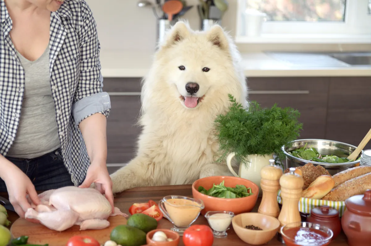 How to Host a Paw-some Celebration for National Cook for Your Pet Day at your Veterinary Practice