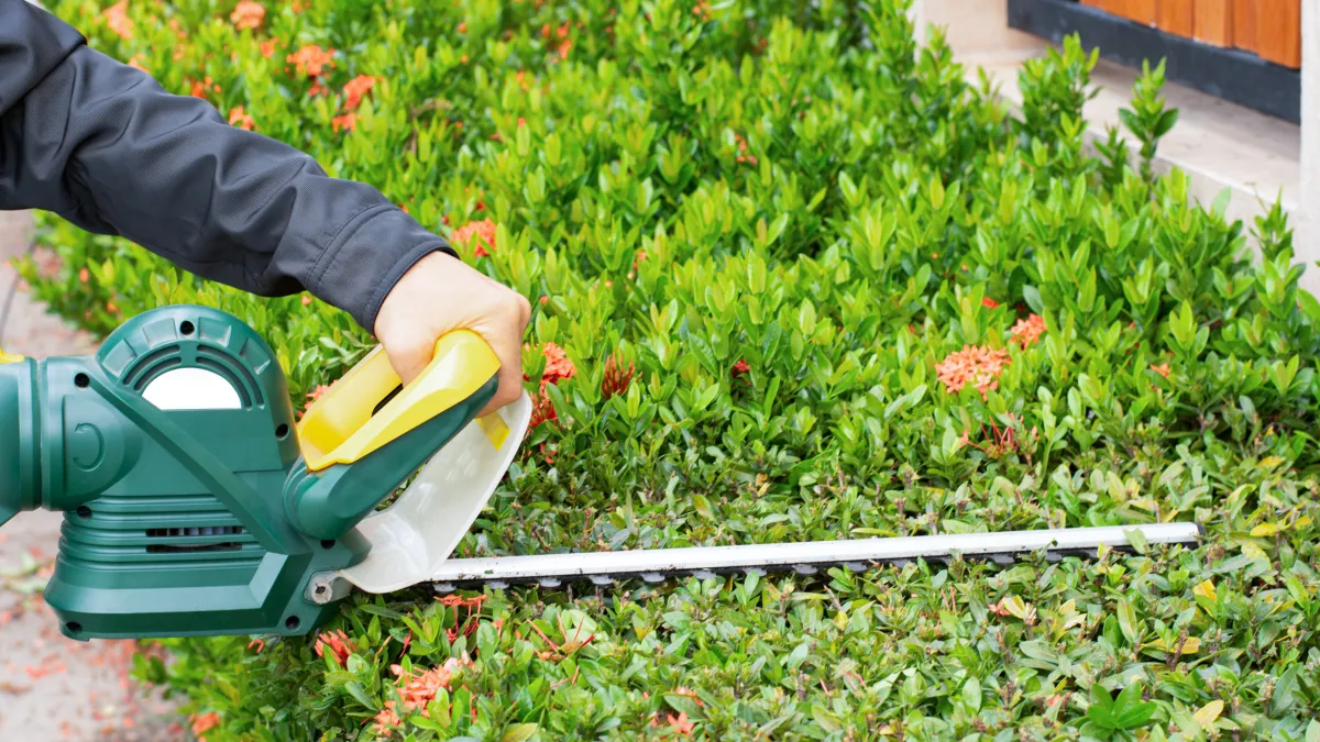 Professional hedge trimming with electric trimmer - Perfect Trim Lawn & Landscaping - shrub and hedge maintenance services  in Antioch