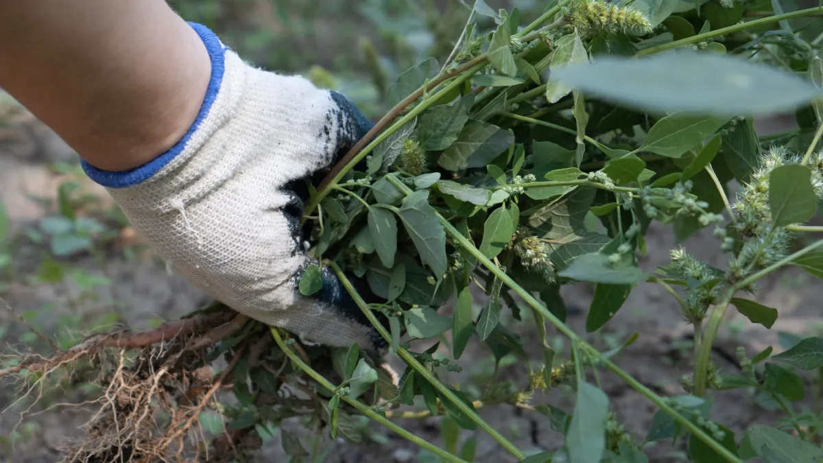 Hand-pulled weed removal from garden bed - Perfect Trim Lawn & Landscaping - weed removal services inAntioch