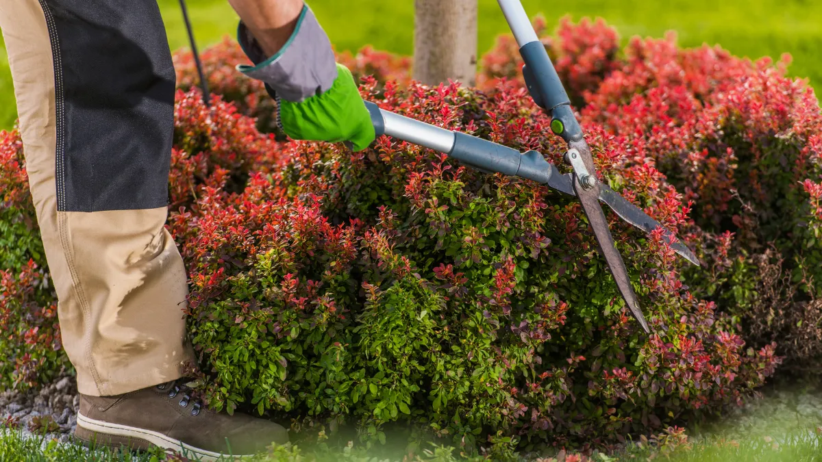 Precision shrub pruning with hand shears - Perfect Trim Lawn & Landscaping - professional hedge trimming services in Antioch