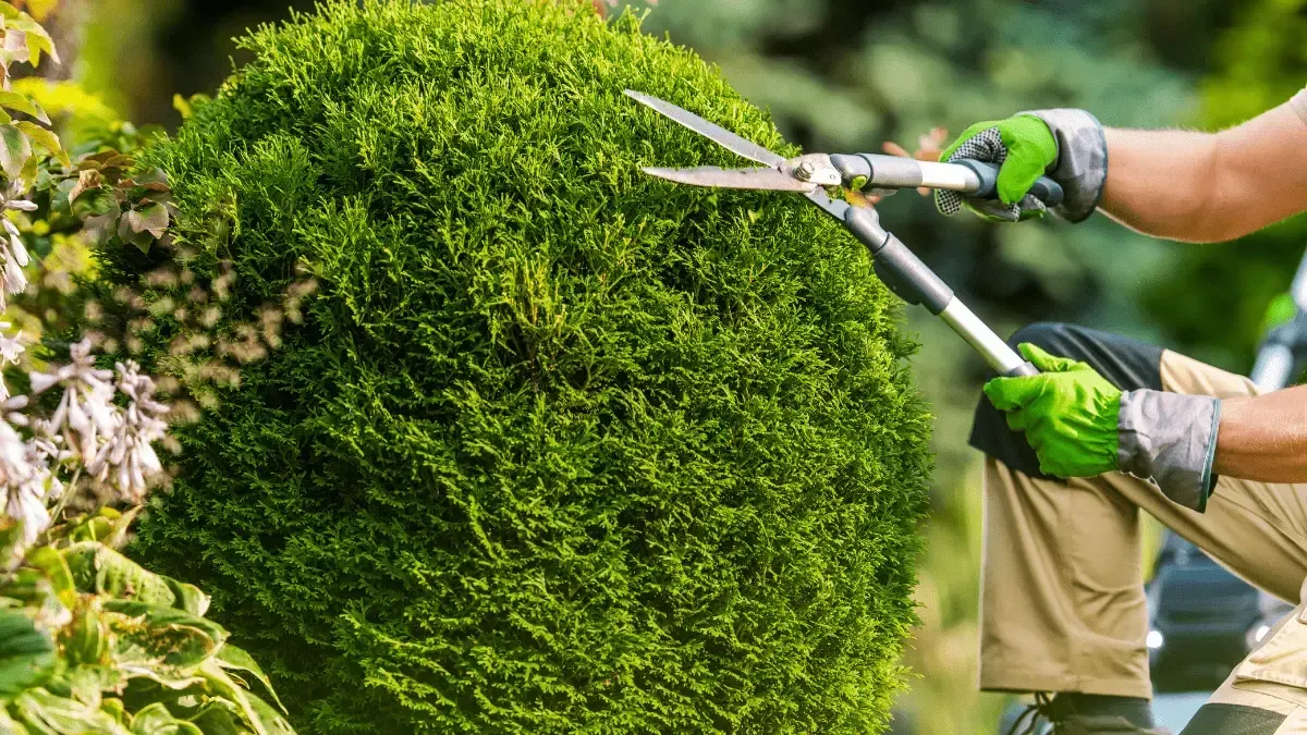 Professional shrub trimming with hedge clippers - Perfect Trim Lawn & Landscaping - shrub maintenance - Antioch